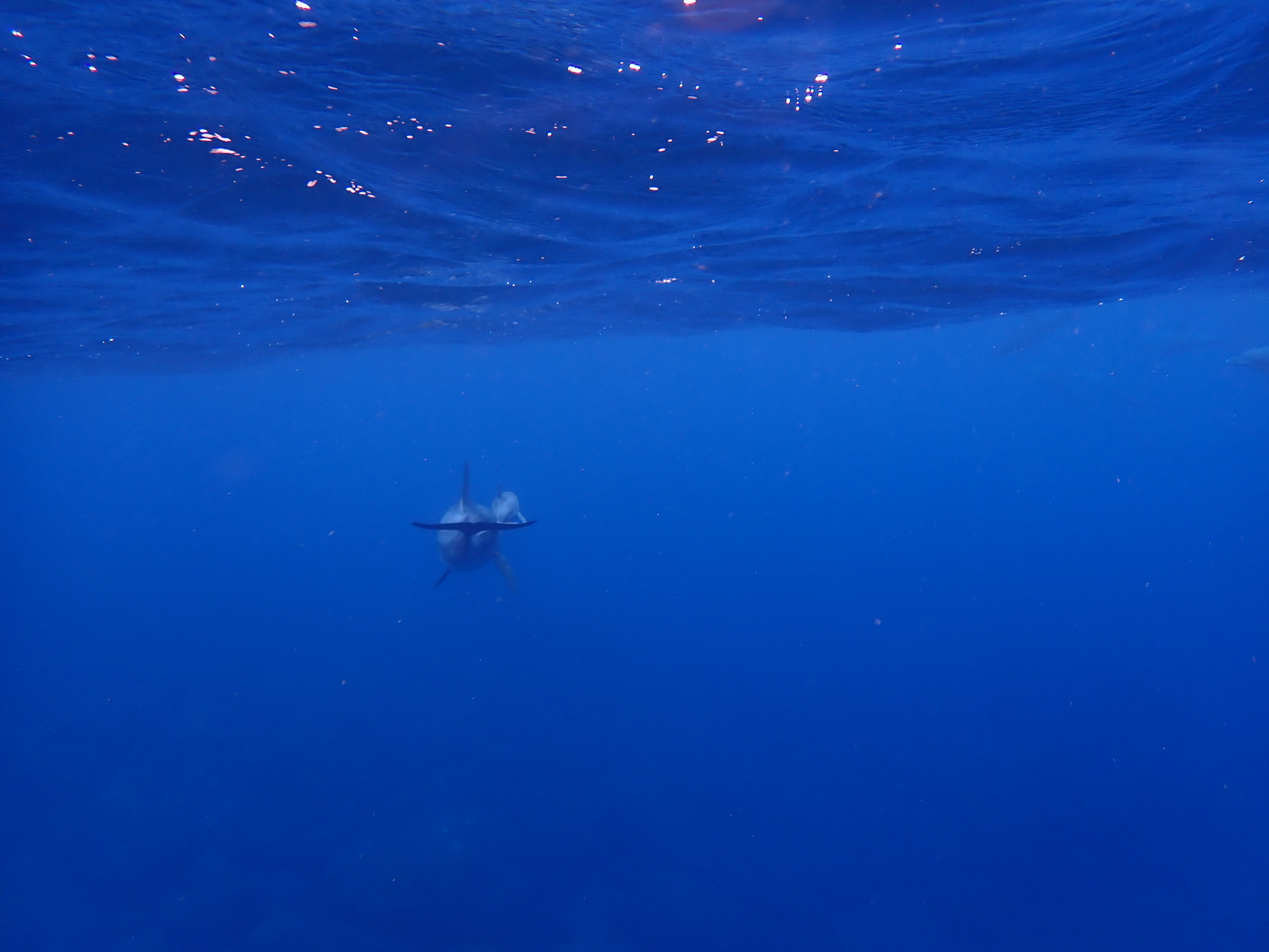 GW終了！: イルカの棲む島ぐらし2（Mikura）